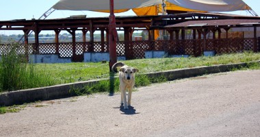 Galerie FOTO. Dezastrul din sudul litoralului: Ce capcane îi așteaptă pe turiști pe faleza din stațiunea Venus - 9