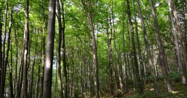 Stire din Actualitate : CEDO obligă statul român să retrocedeze 17.000 de hectare de pădure, altfel va plăti despăgubiri de 70 de milioane de euro