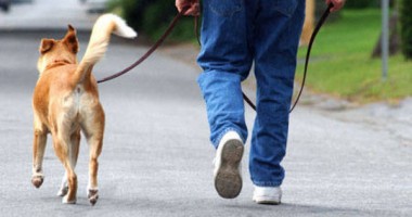 Stire din Cetățenești : Veterinarul pe recepție - Document indispensabil pentru animalele de companie