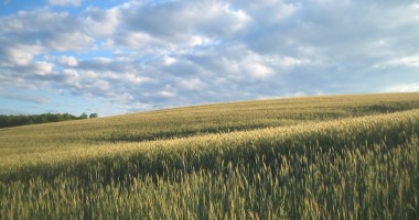 Stire din Economie : România solicită prelungirea taxării inverse la cereale