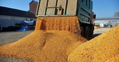Stire din Economie : România nu mai este cel mai mare exportator european de grâu