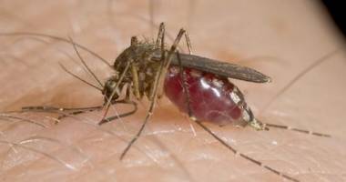 Stire din Sănătate : Ce recomandă DSP Constanța în privința virusului West Nile