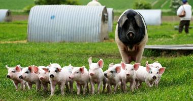 Stire din Economie : Fermierii pot depune cereri pentru Măsura 14