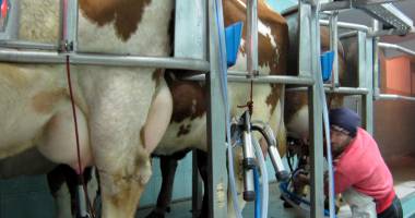 Stire din Economie : Ce soluții propune Pro Agro pentru relansarea zootehniei