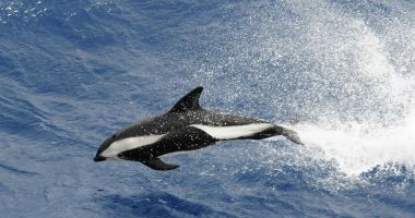 Stire din Social : Specialiştii, interesaţi de soarta cetaceelor din Marea Neagră