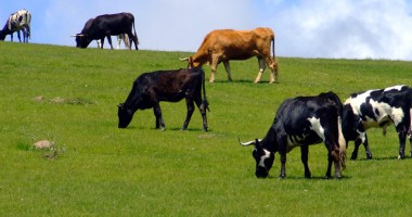 Stire din Economie : APIA eliberează adeverințe pentru fermierii constănțeni