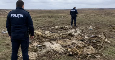 Imagini îngrozitoare la Constanța. Anchetă după descoperirea unor resturi animale aruncate pe câmp