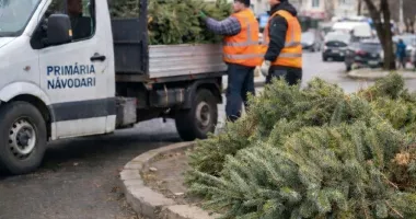 Stire din Politică-Administrație : Primăria Năvodari colectează brazii de Crăciun de la ușa cetățenilor