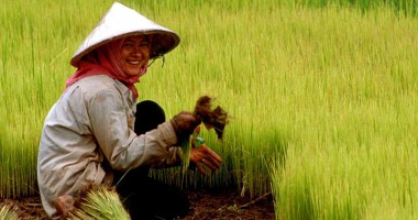 Stire din Economie : Vom învăța  de la China  să reducem terenurile agricole nelucrate