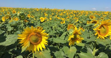 Stire din Economie : Afacerile din agricultură, în scădere în 2020