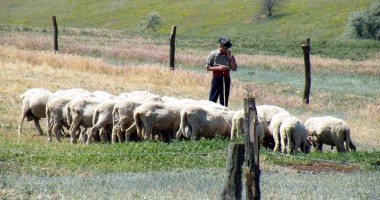 Ciobanul viril…