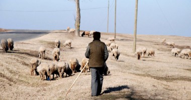Stire din Eveniment : Cioban sechestrat, bătut și abandonat la Mihail Kogălniceanu