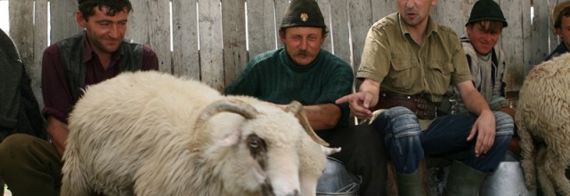 Stire din Fun : Ciobanu’ și oaia vagaboandă