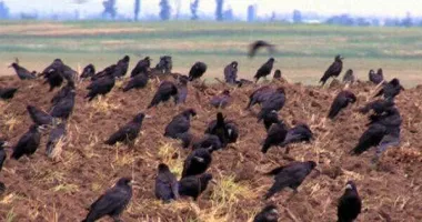 Stire din Social : Pagube uriașe în agricultură din cauza păsărilor care distrug culturile imediat după răsărire