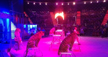INCENDIU DEVASTATOR LA CIRCUL GLOBUS. Doi tigri și alte nouă animale au murit