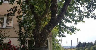 Stire din Social : IMAGINEA ZILEI / Cireș înfășurat în sârmă ghimpată, să nu urce copiii după fructe