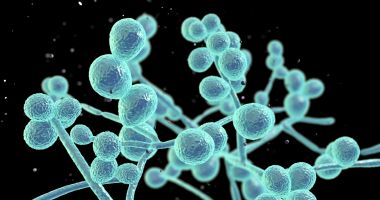Alertă sanitară! O ciupercă extrem de contagioasă și periculoasă depistată la spital