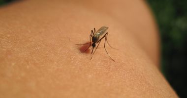 Stire din Sănătate : Când ar trebui să vă îngrijoreze ciupiturile de țânțari
