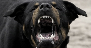 ȘOCANT. ATACAȚI DE ROTWEILLER ÎN PROPRIA CURTE. Trei oameni au fost răniți