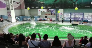 Stire din Social : Delfinariul din Constanţa, aproape de vizitatori şi pe timp de iarnă