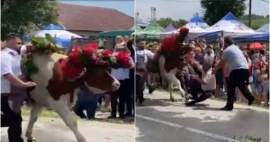 Stire din Eveniment : Panică la un festival din Cluj, după ce un bou a atacat un bărbat