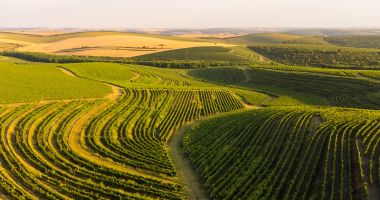 Stire din Social : Savurează vinurile Navigo și descoperă terroir-ul unic al Dobrogei