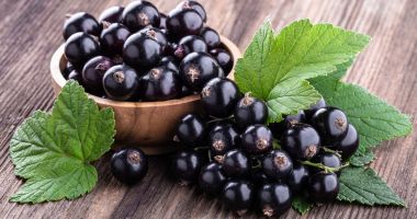Stire din Sănătate : Coacăzele, ideale în curele de slăbire