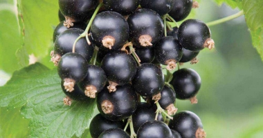 Stire din Sănătate : Alergiile se pot trata natural. Cortizonul din coacăzul negru