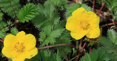 Stire din Sănătate : Plante folosite ca remediu pentru ameliorarea crampelor menstruale