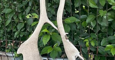 Percheziții la Cobadin și Ciocârlia într-un dosar de braconaj - 3