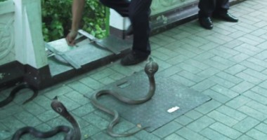Stire din Actualitate : TRAFICANȚI de...COBRE VII!