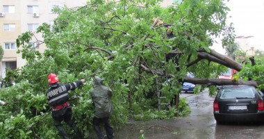 Stire din Social : COD PORTOCALIU / Copaci căzuți peste mașini și panouri publicitare distruse, la Constanța / Galerie foto și video