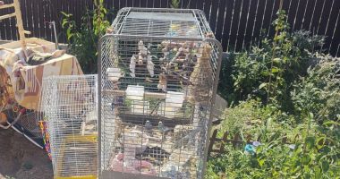 Stire din Economie : Incendiu într-o gospodărie din Valu lui Traian. Mai multe animale de companie au fost salvate