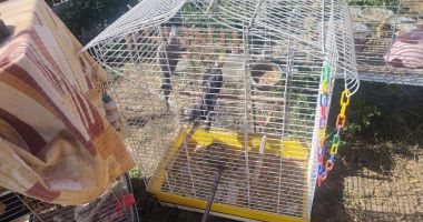 Incendiu într-o gospodărie din Valu lui Traian. Mai multe animale de companie au fost salvate - 2