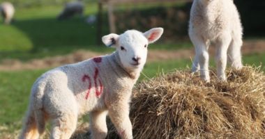 Stire din Social : Mieii, la control! Inspectorii sanitari veterinari sunt cu ochii pe comercianţi