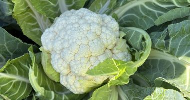 Stire din Sănătate : Conopida, o „baghetă” magică, ce contribuie la menținerea celulelor sănătoase din organism