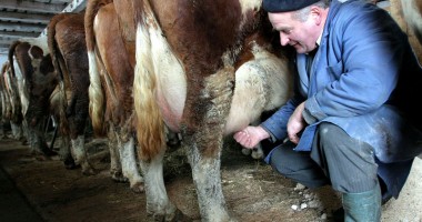 Stire din Economie : Consumăm mai puțin lapte de import