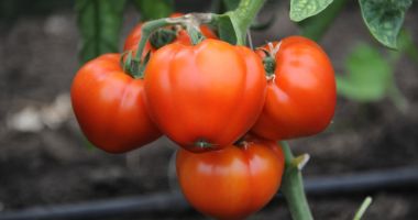 Stire din Economie : Continuă plata ajutorului de minimis pentru tomate