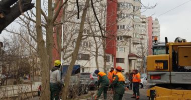 Stire din Social : Continuă toaletarea și corecția arborilor în municipiul Constanța