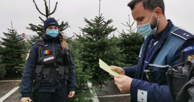 VIDEO. Controale la comercianţii de brazi de Crăciun, în Constanţa