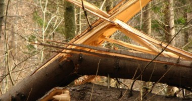 Stire din Eveniment : Dosar penal pentru un copac tăiat