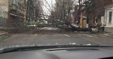 COD PORTOCALIU de viscol la Constanța / Un copac căzut a blocat bulevardul Tomis