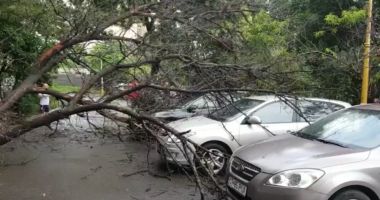 COPAC CĂZUT PESTE MAȘINI, ÎN ZONA ABATOR DIN CONSTANȚA - 1
