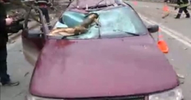 Stire din Eveniment : Mașină făcută praf, după ce un copac a căzut peste ea. Două victime