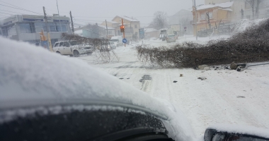 COD ROȘU DE VISCOL LA CONSTANȚA! Dezastru în oraș: stâlpi și copaci căzuți! - 2