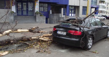 Cum lasă Primăria Constanța copacii uscați la cheremul naturii dezlănțuite - 2