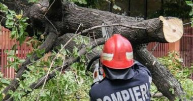 Stire din Eveniment : Intervenție a pompierilor la Constanța, după ce un copac a căzut pe carosabil