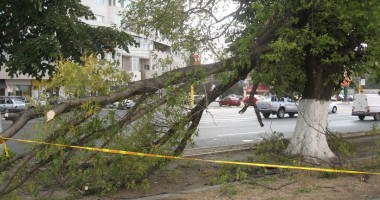 Copacul căzut pe trotuar, în zona ICIL, nu a fost încă ridicat/ Vezi aici poze - 2