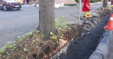 Constănțenii, revoltați că se distrug rădăcinile teilor de pe Bulevardul Tomis.  "Opriți această nouă barbarie!" - 3