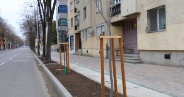 Stire din Social : Bulevardul Ferdinand se înfrumuseţează cu aproape 300 de tei și frasini